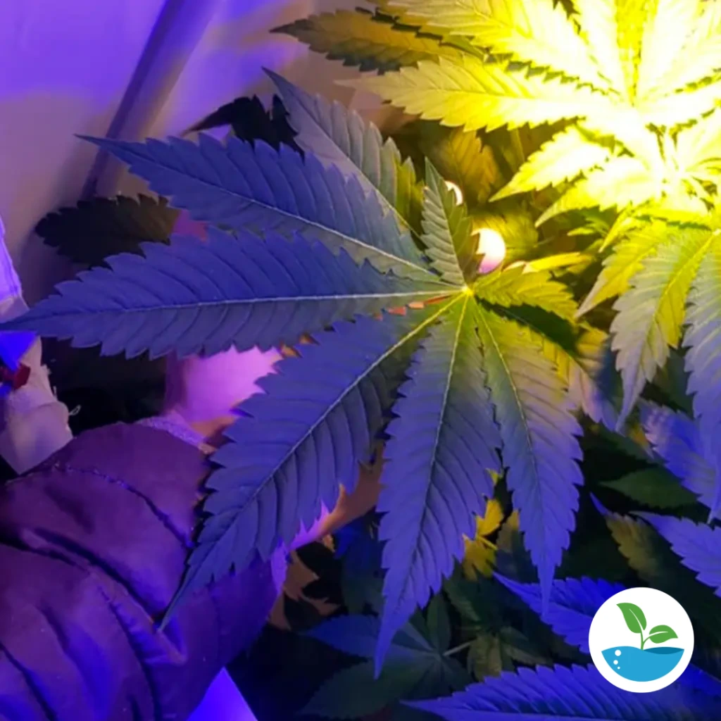 Cal Magic, Nutriente y Sumplemento de Calcio y Magnesio para Plantas ...