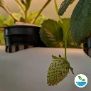 sample-img-mundohidroponia-(12).webp