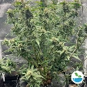 sample-img-mundohidroponia-(26).webp