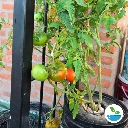 sample-img-mundohidroponia-(25).webp