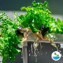 11sample-img-mundohidroponia-(16).webp