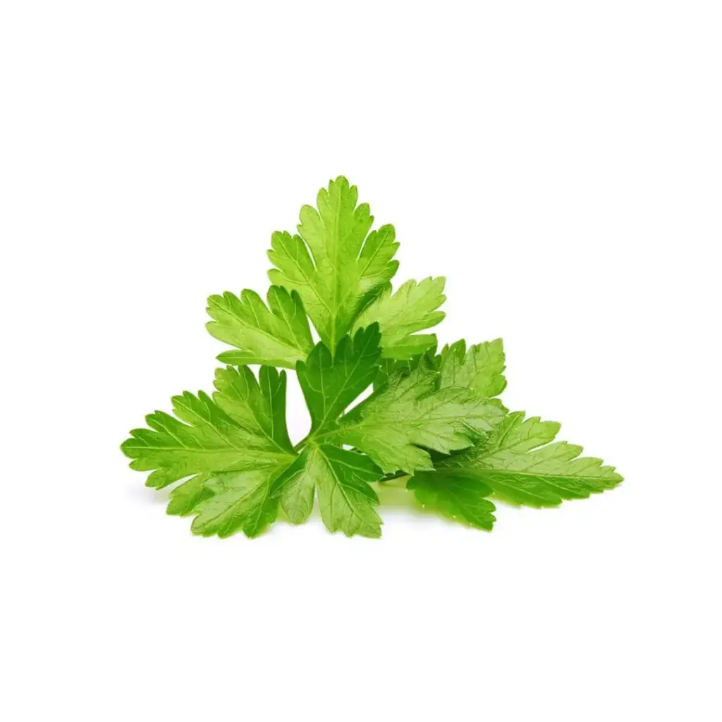 [SEM-00058] Cilantro