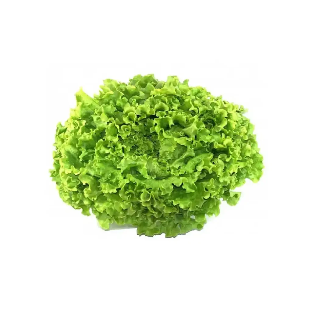 [SEM-00120] Lechuga Batavia