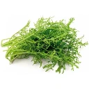 Mostaza Golden Streaks