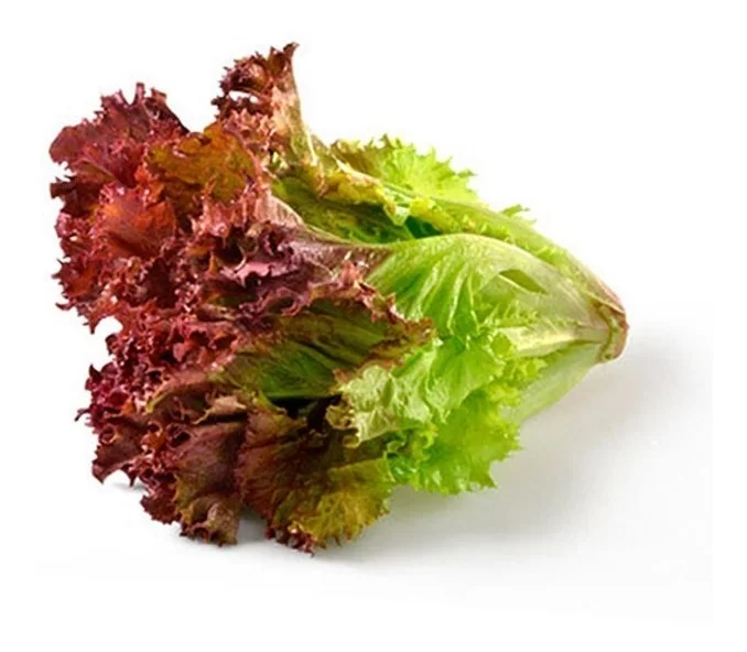 Lechuga Cuatro Estaciones