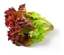 Lechuga Cuatro Estaciones