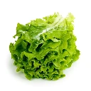 Lechuga Criolla