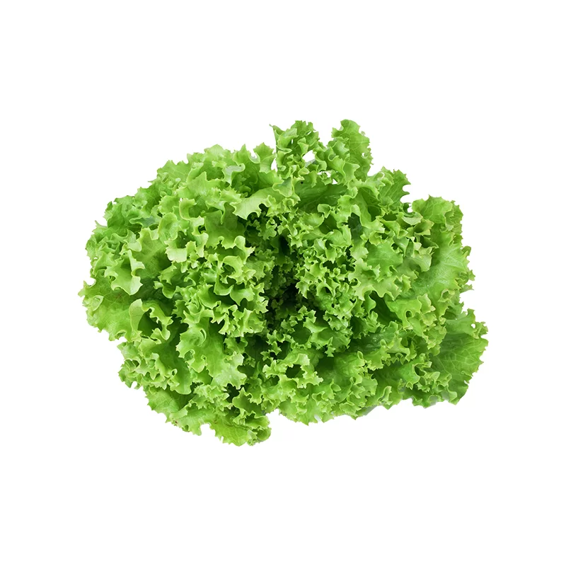 Lechuga Waldman