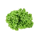 Lechuga Waldman