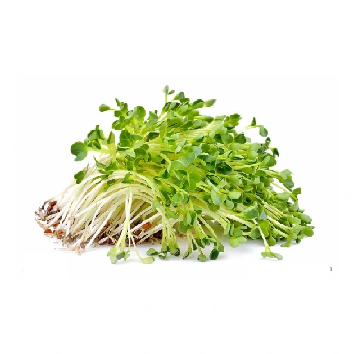 Alfalfa