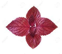 Perilla Red