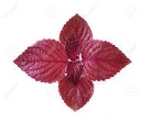 Perilla Red