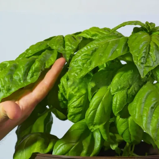 Albahaca Gigante