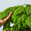 Albahaca Gigante